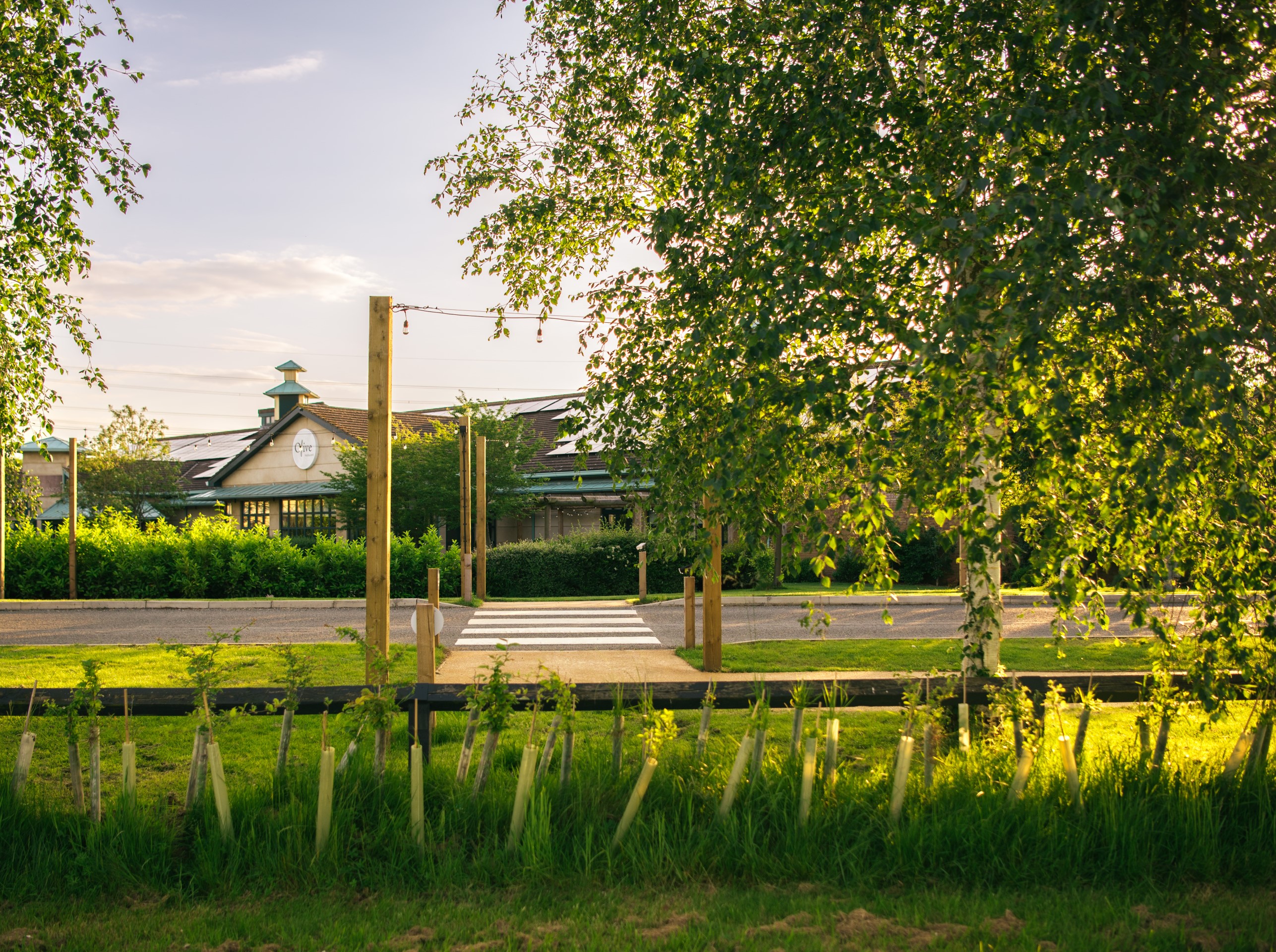 garden sunlit trees small plants and wooden posts