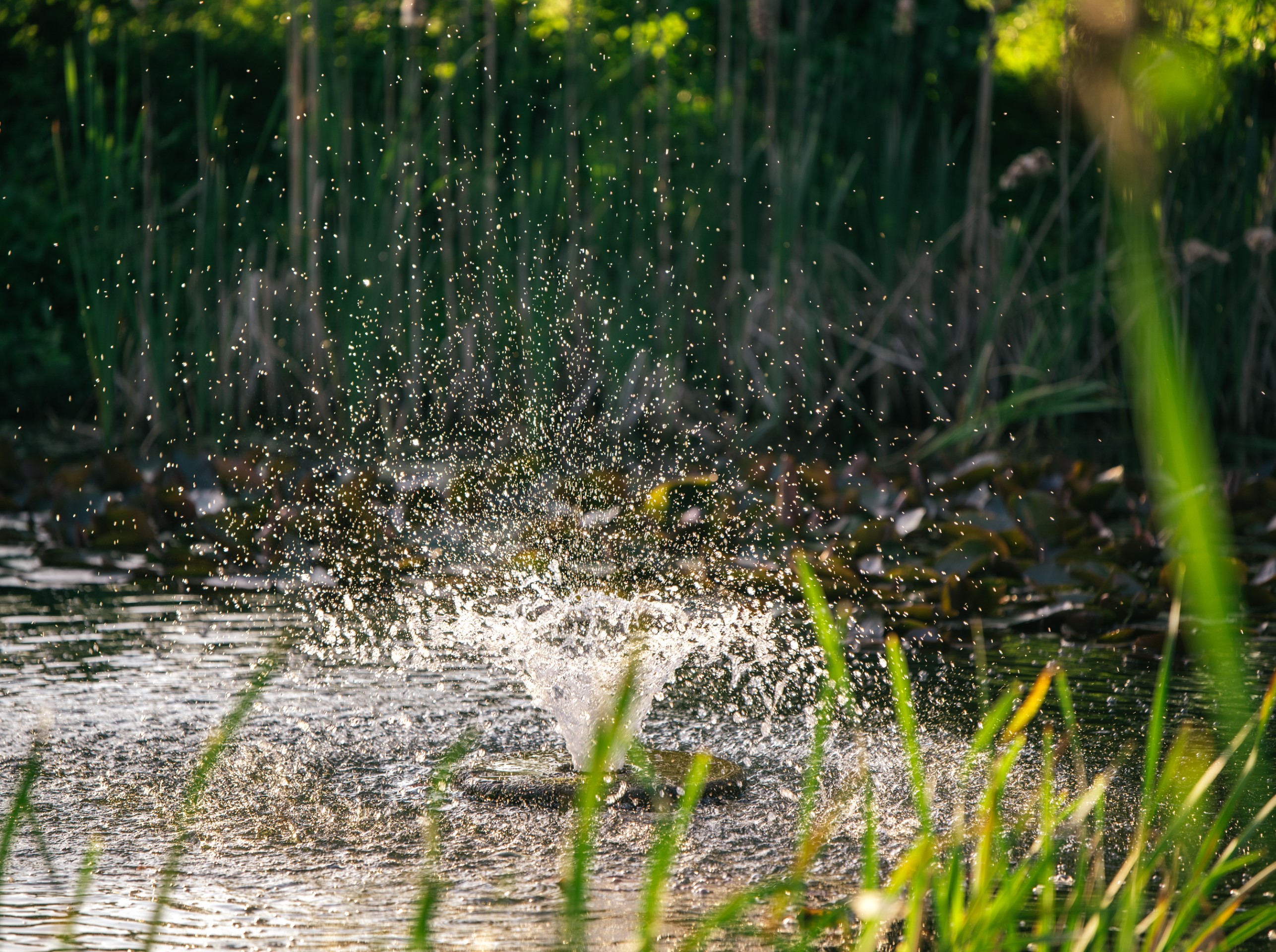 water splash in pond with green plants around